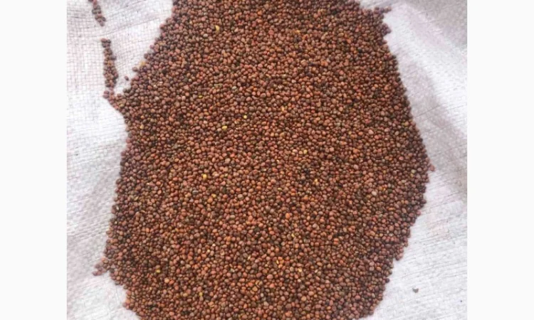 Насіннєва олійна редька - фото № 1