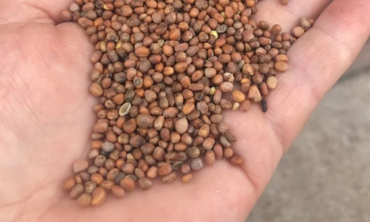 Насіннєва олійна редька - фото № 2