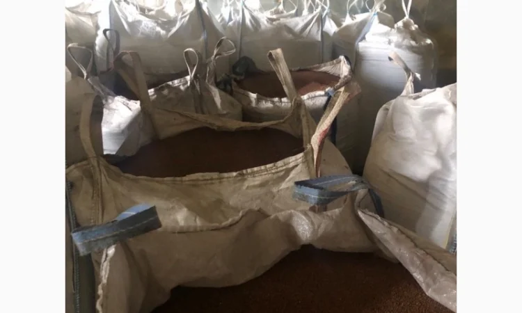 Насіннєва олійна редька - фото № 3