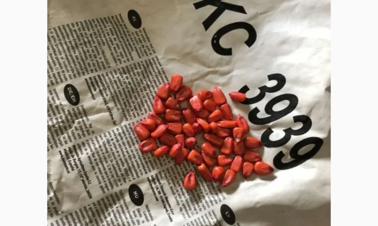 Насіння соняшнику та кукурудзи ДКС, ПІОНЕР, СИНГЕНТА оригінал, імпорт - фото № 2