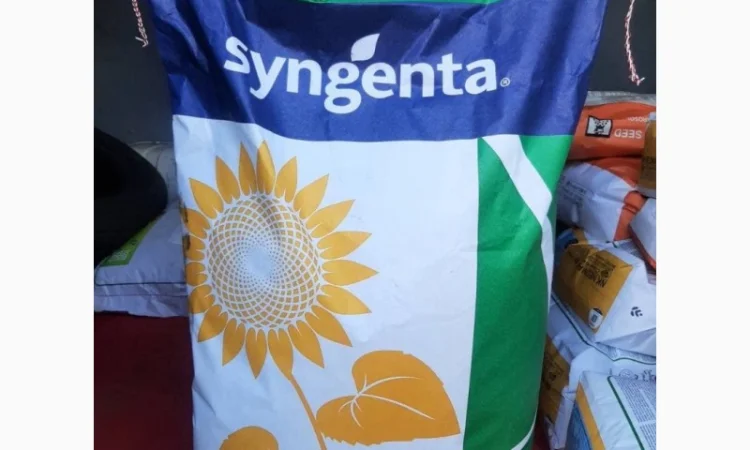 Насіння соняшнику та кукурудзи від Сингента 2022рік врожаю - фото № 1