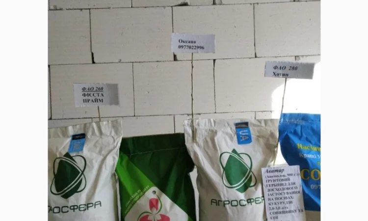 Продам насіння соняшнику та кукурудзи Прайм, Фієста, Хотин та ріпаку Шерпа - фото № 2