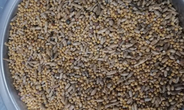 Продается отходы белой горчицы - фото № 2