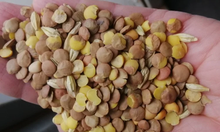 Продается отходы белой горчицы - фото № 3