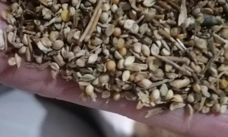 Продается отходы белой горчицы - фото № 4