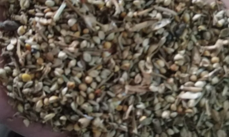 Продается отходы белой горчицы - фото № 5