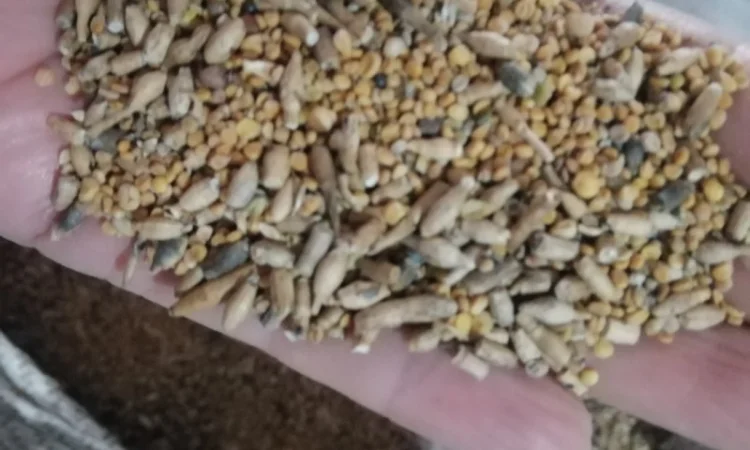 Продается отходы белой горчицы - фото № 6