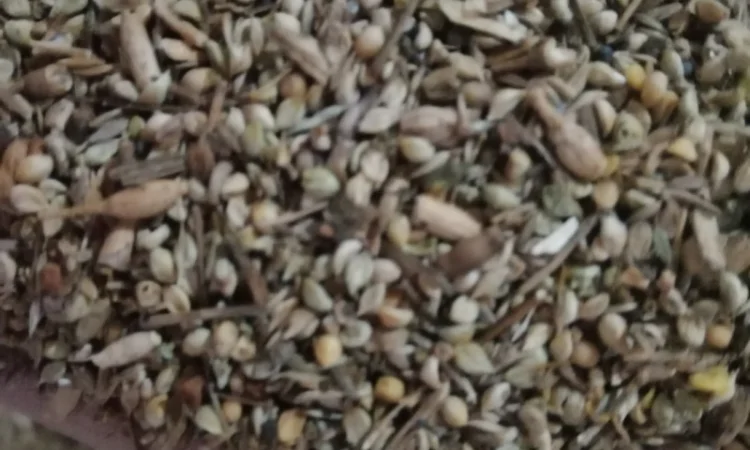 Продается отходы белой горчицы - фото № 7