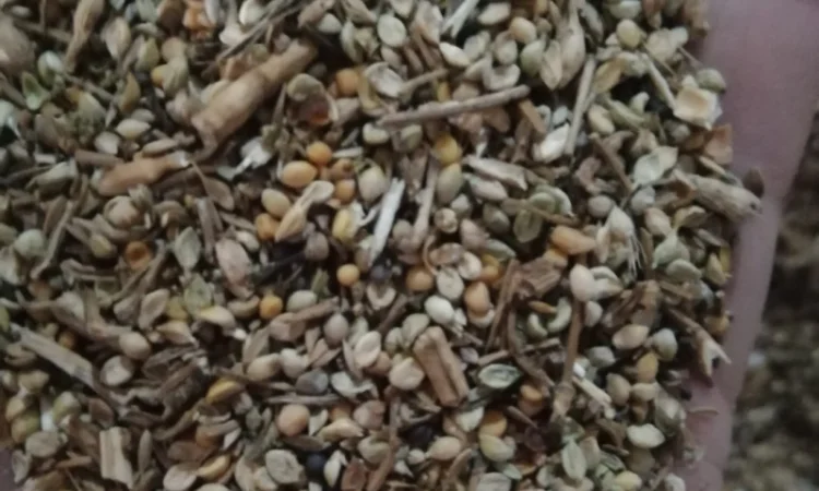 Продается отходы белой горчицы - фото № 9