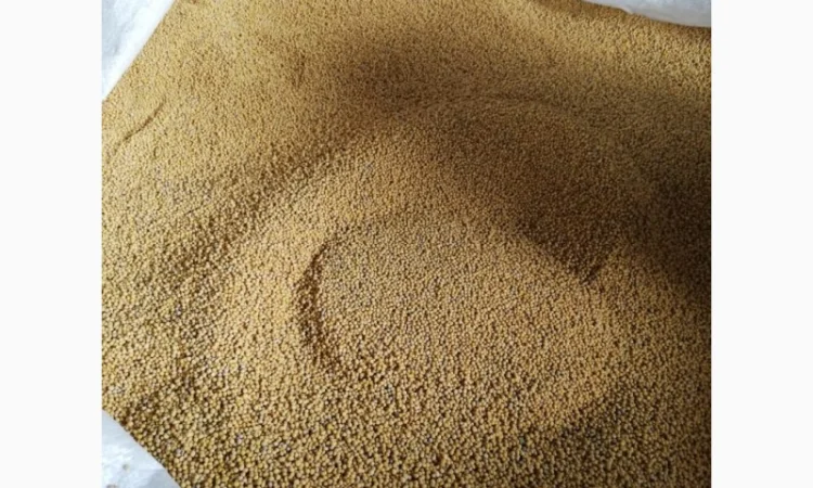 Продается сидерат белой горчицы 20 тонн - фото № 1