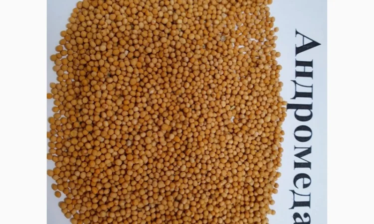 Продается семена горчицы белой сорта Андромеда - фото № 1