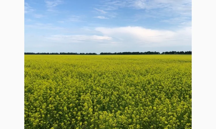 Продам гірчицю білу - фото № 1