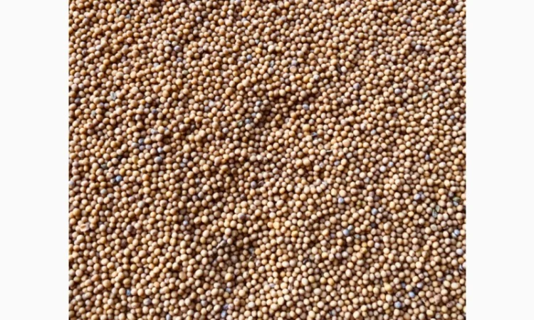 Продам гірчицю білу - фото № 2