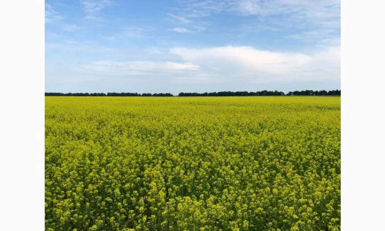 Гірчиця біла Андромеда - фото № 1