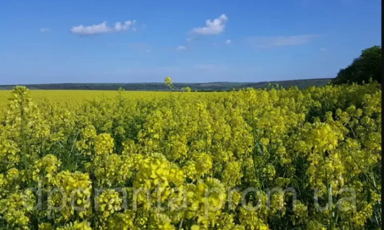 Гірчиця на сидерат - фото № 1