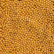 Семена горчиці МРИЯ еліта 1 репродукція - фото № 1