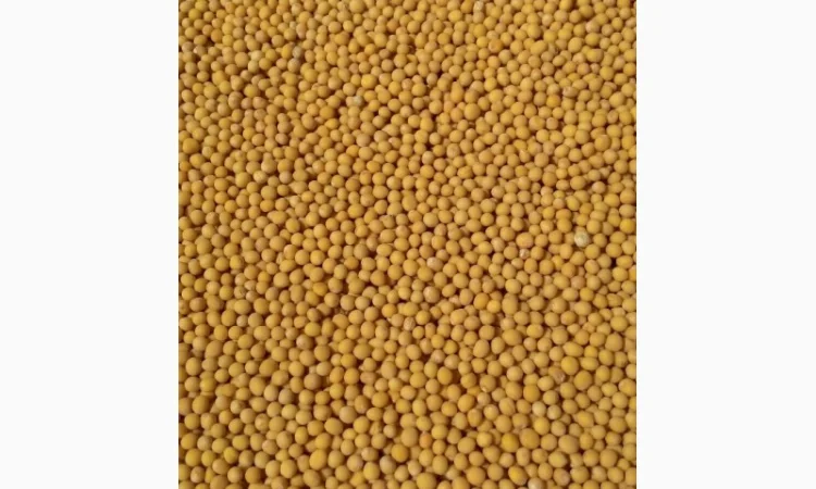 Продажа семян горчицы белой и жёлтой - фото № 1