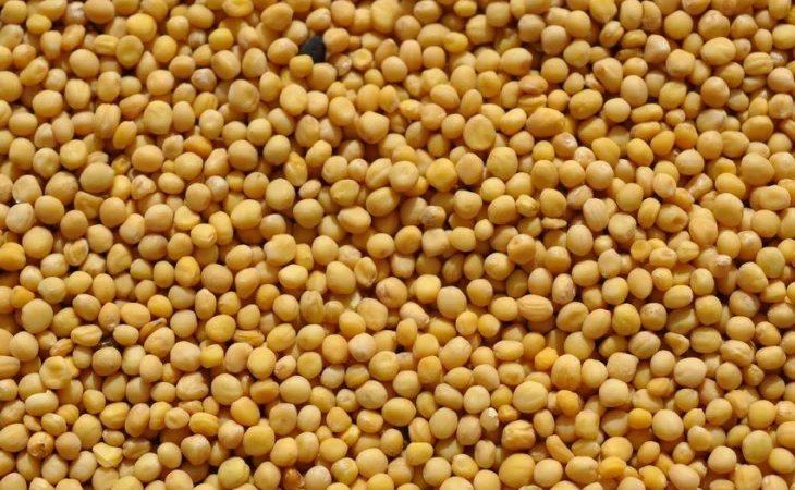 Купую гірчицю жовту, білу, чорну - фото № 1