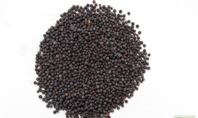 Купую гірчицю жовту, білу, чорну - фото № 3