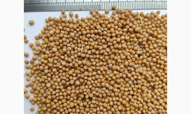 Продается белая горчица сорта Каролина - фото № 1