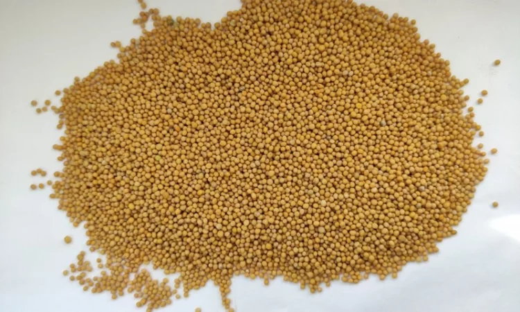 Насіння гірчиці білого сорту "Андромеда" - фото № 1