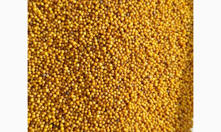 Гірчиця озима жовта (сарептська, сиза), сорт Мішутка- 100т - фото № 1