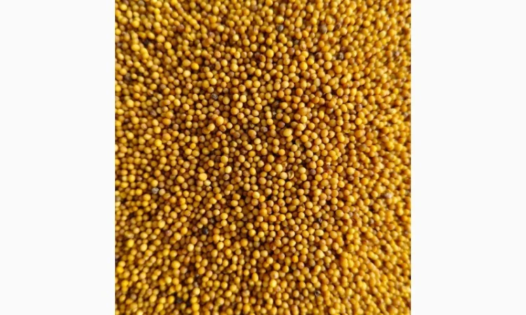 Гірчиця озима жовта (сарептська, сиза), сорт Мішутка- 100т - фото № 2