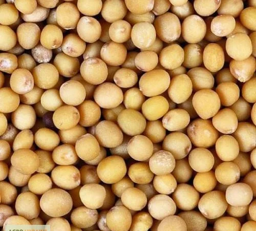 Пропонується біла гірчиця та насіння різних культур - фото № 1