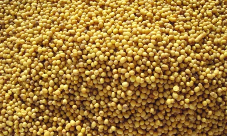 Купую горчицю в Одесі - фото № 1