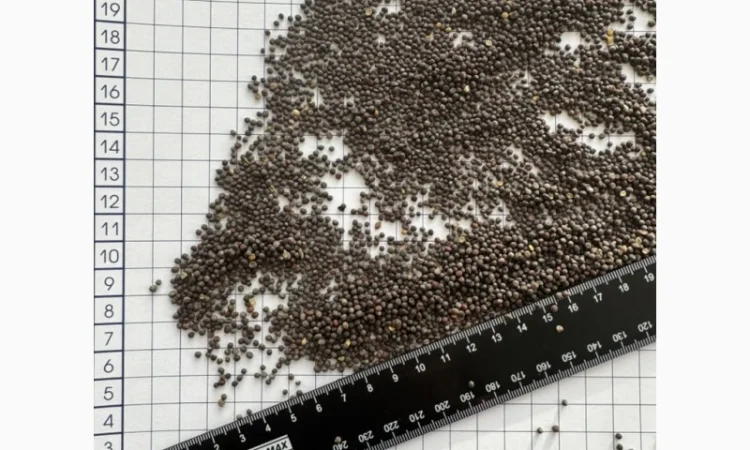 Продается черная горчица в биг-бегах - фото № 1