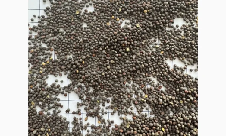 Продается черная горчица в биг-бегах - фото № 2