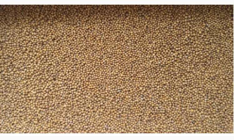 Семена желтой горчицы Тавричанка 5 и белой Каролина - фото № 1