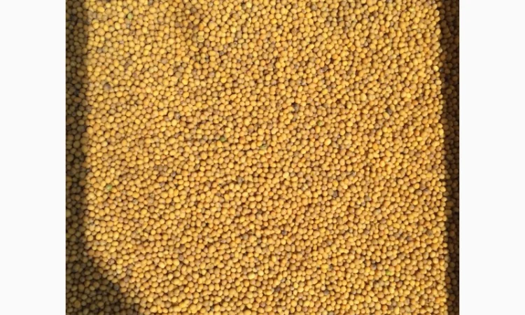 Закупаем белую горчицу - фото № 1