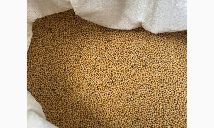 Продається біла гірчиця - фото № 1