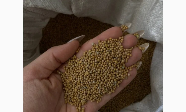 Продається біла гірчиця - фото № 2