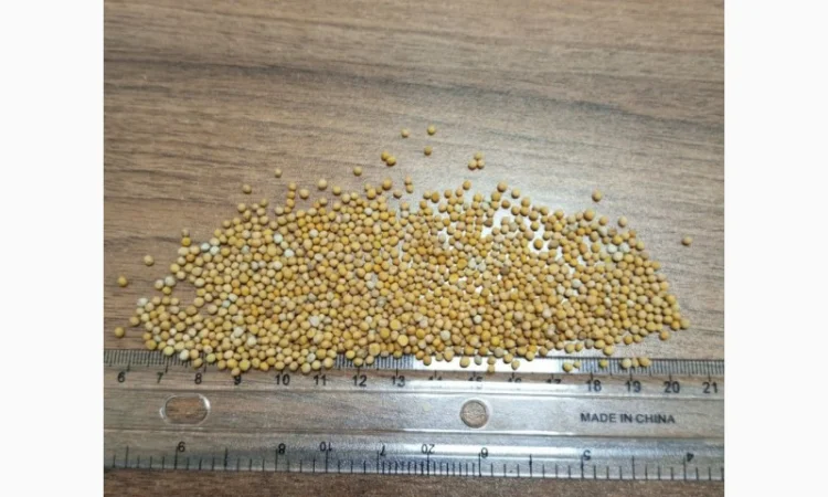 Гірчиця біла - фото № 1