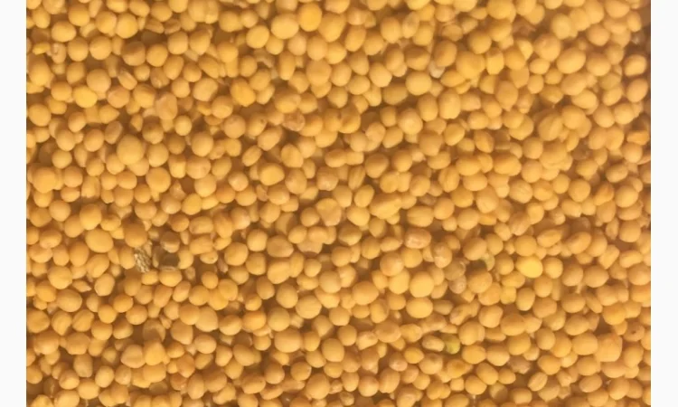 Продаются семена белой горчицы сидерат Андромеда - фото № 2