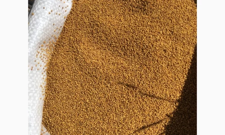 Продам cемена насіння желтой горчицы - фото № 2