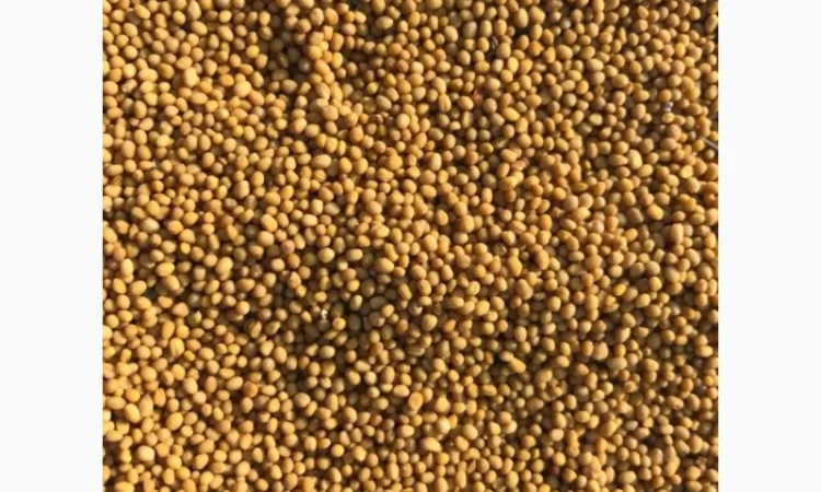 Продам cемена насіння желтой горчицы - фото № 1