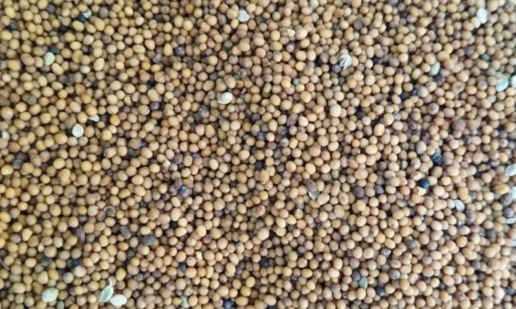 Продається жовта гірчиця - фото № 2