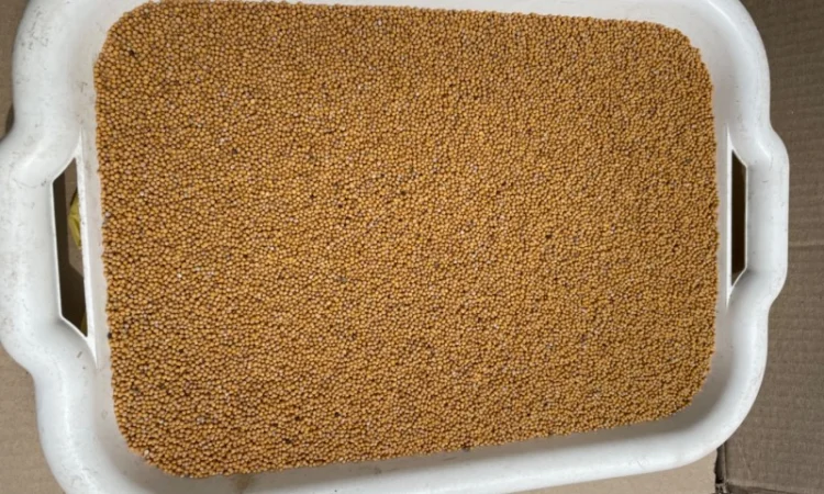 Гірчиця біла на сидерат - фото № 1