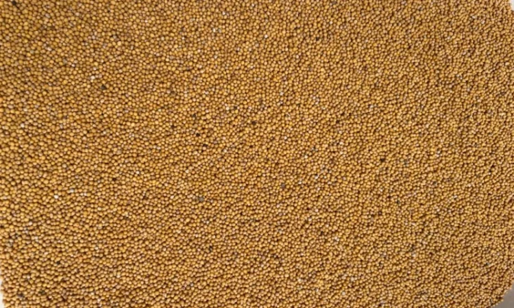 Гірчиця біла на сидерат - фото № 2