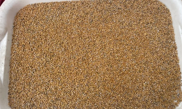 Гірчиця біла на продаж - фото № 1