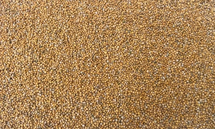 Гірчиця біла на продаж - фото № 2