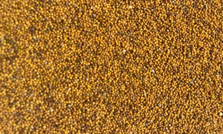 Гірчиця жовта оптом та в роздріб - фото № 1