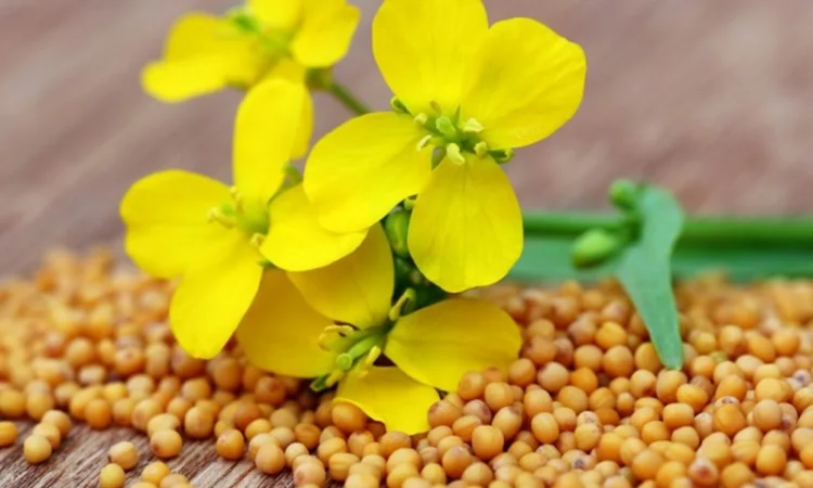 Продаются семена горчицы разных сортов - фото № 1