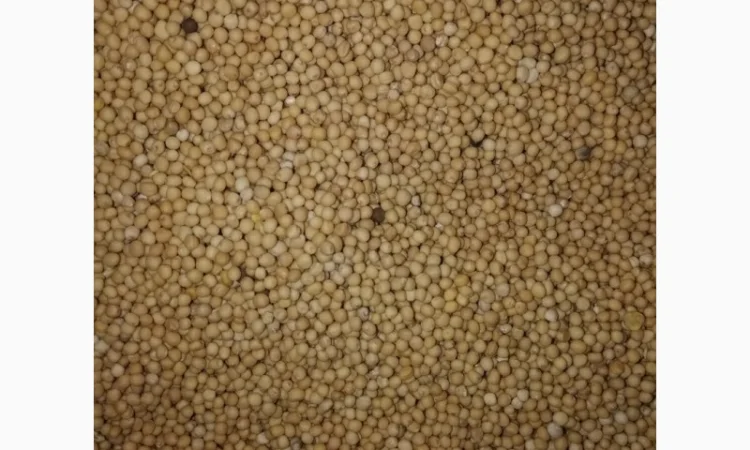 Семена горчицы желтой сорта Дижонка - фото № 1