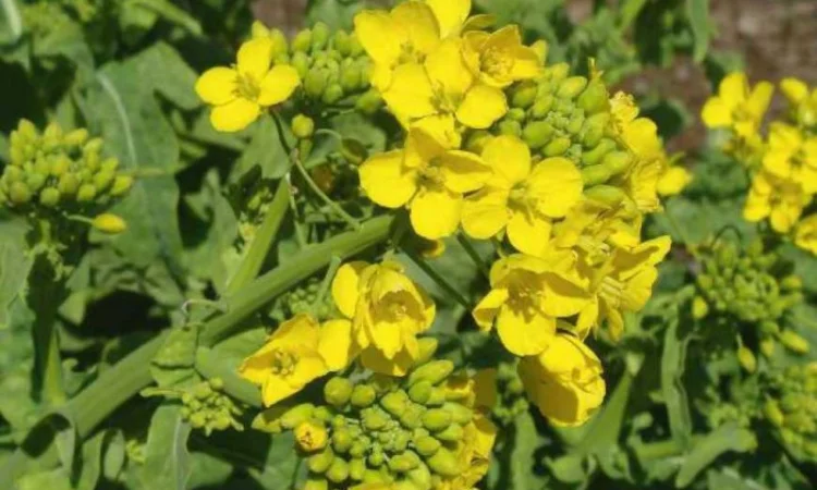 Куплю семена белой горчицы - фото № 1