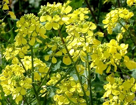 Куплю белую горчицу - фото № 1