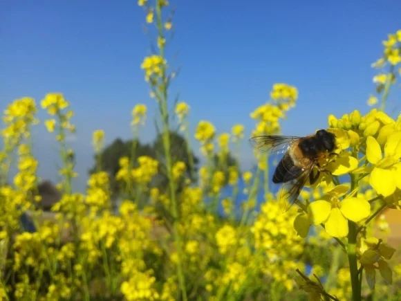 Куплю насіння жовтої гірчиці - фото № 3